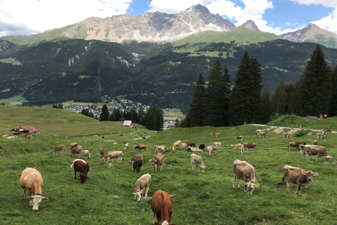 Tigignas - Fotgs - Parnoz - Savognin (Kinderwagengerecht) (oua_29337647_image)