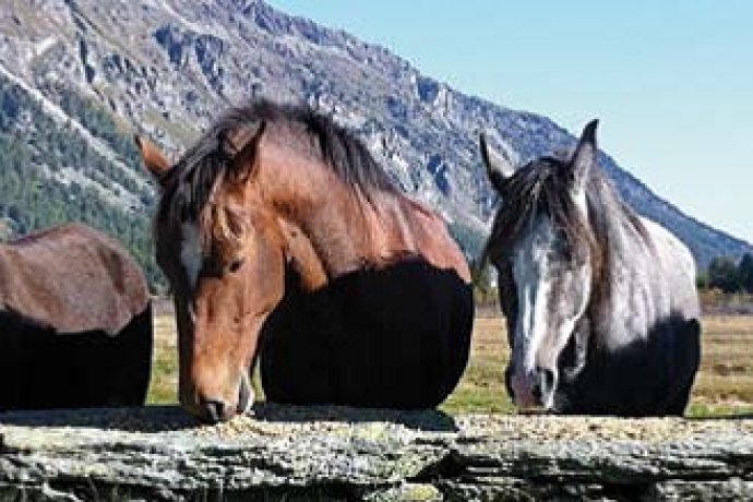 Esel, Pferdetrekking (oua_29337960_image)