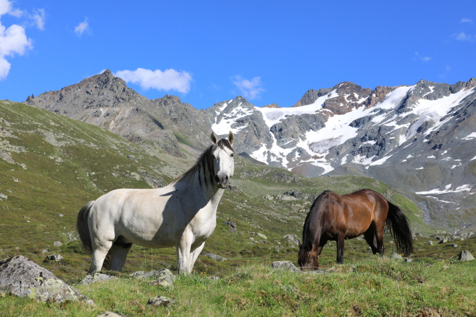 Pferde, Davos Klosters