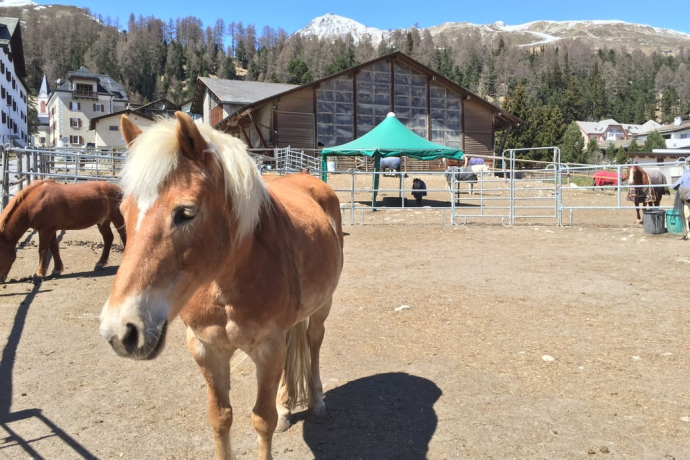 Scuderie Hossmann AG (oua_30376429_image)