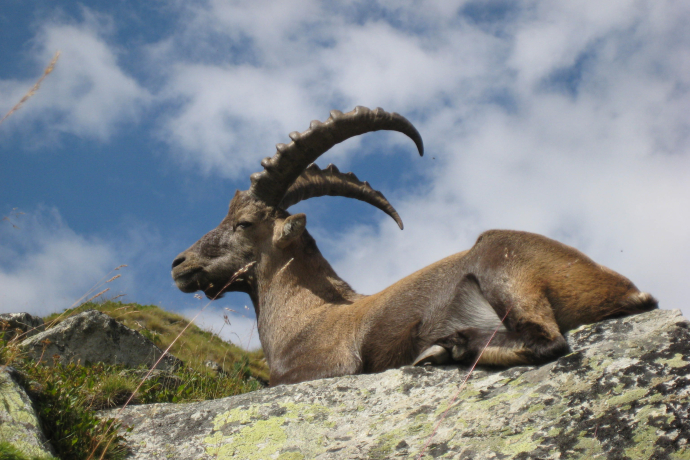 Bouquetin en déplacement