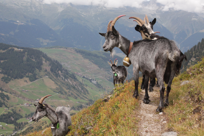 Ziegen von der Alp Puzzetta