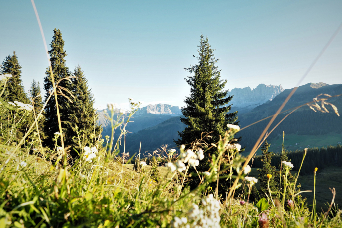 323 Alp Valpun (oua_32681844_image)