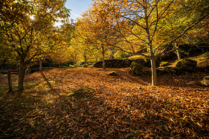 Insights into the Murg chestnut forest