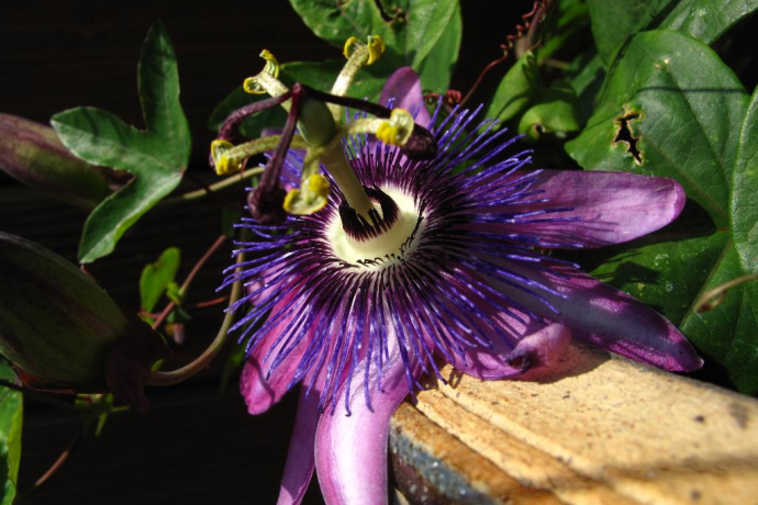 Pratica Muriel - Metodi di guarigione naturali (oua_33625180_image)