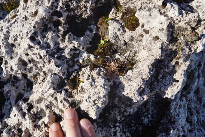 Rauwacke am Spitzmeilen Rauwacke am Spitzmeilen