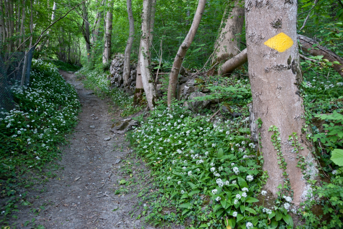 Along the Fluppibach