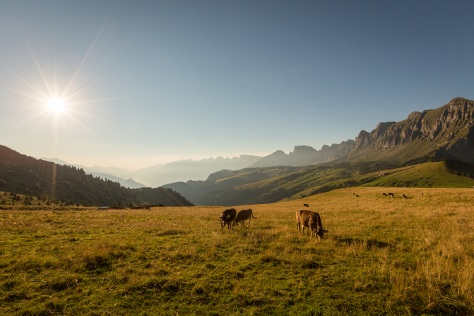 Le plaisir à l’état pur sur le plateau des Palfris