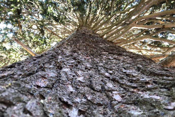 L'abete rosso più spesso