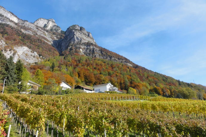 Sargans-Mels Vineyard Trail