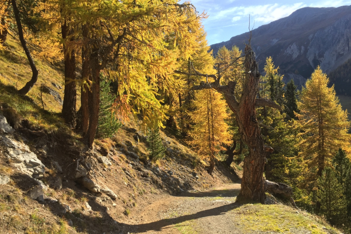 Senda Val Müstair vor der Alp Champatsch