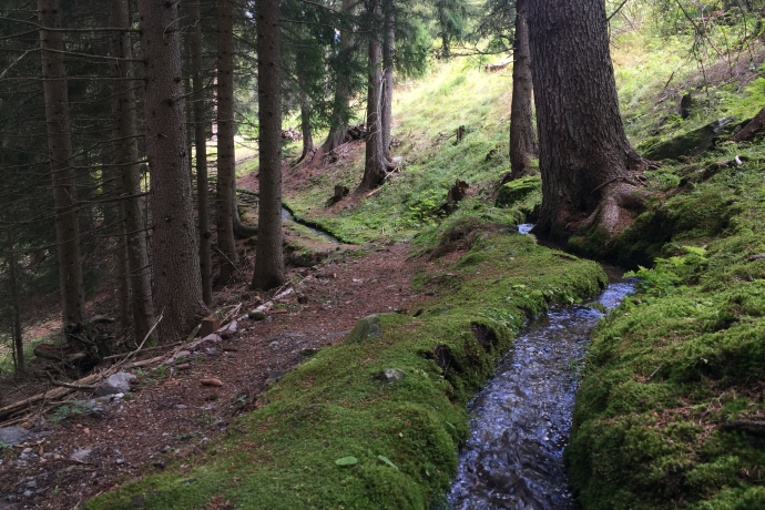 Auals Foppumvasch Auals Foppumvasch