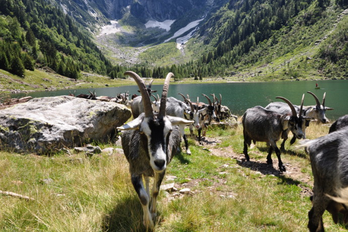 Val Cama - Ogreda, Provesc, Val Cama (oua_37904585_image)