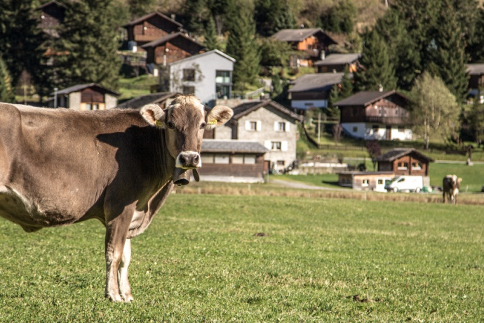 642 Pignela - San Bernardino (Mesolcina) (oua_37942586_image)