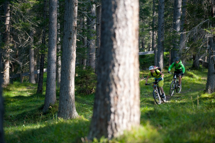 Der eindrückliche Lärchenwald bei Lantsch / Lenz