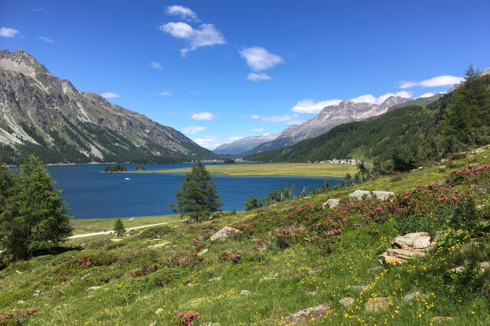 Alpine rose blossom at Lej da Segl