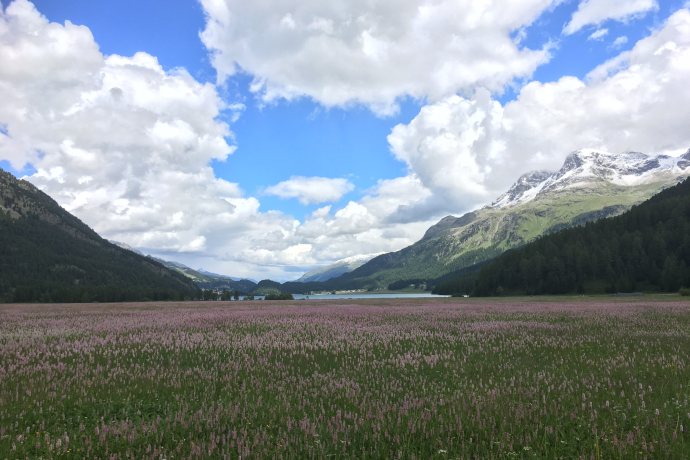 Bergfrühling am Silvaplanersee