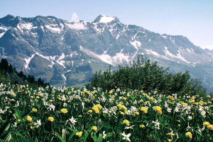 Farbenpracht vor dem Schesaplanamassiv