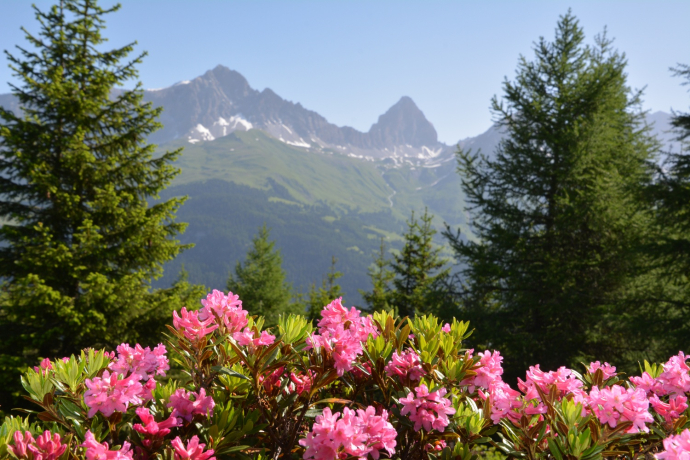 Savognin - Parseiras - Got Grond - Motta Tscharnoz - Alp Tarvisch - Savognin (oua_39847382_image)