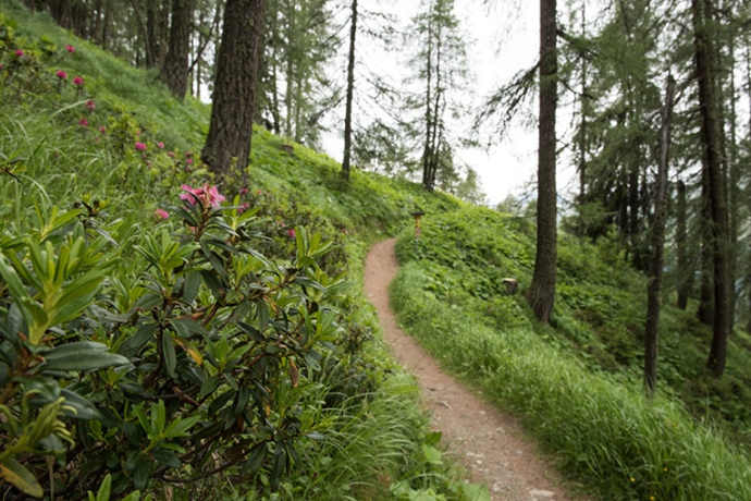 Helsana-Trail-Davos (yellow route) (oua_40114429_image)