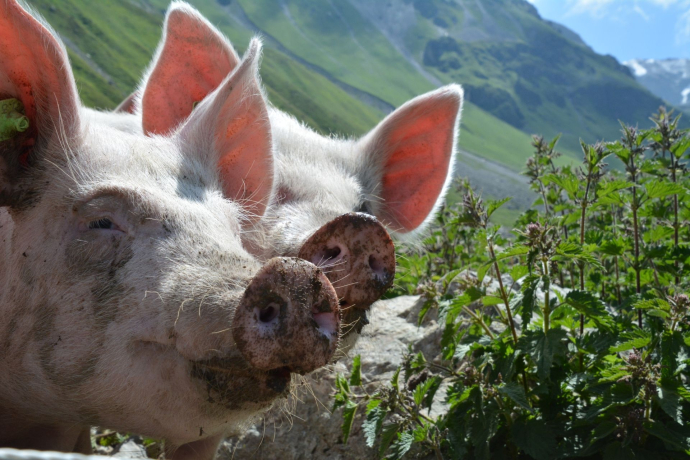 Pensa - Furschela da Colm - Alp d'Err - Bartg - Pensa (oua_40350461_image)