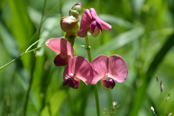 Pensa - Motta d'Err - Alp d'Err - Bartg - Pensa (oua_40351234_image)