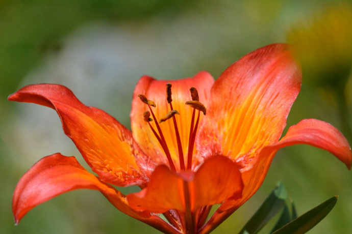 Tgant Pensa - Alp d’Err - Tgant Pensa (accessible avec poussette) (oua_40351285_image)