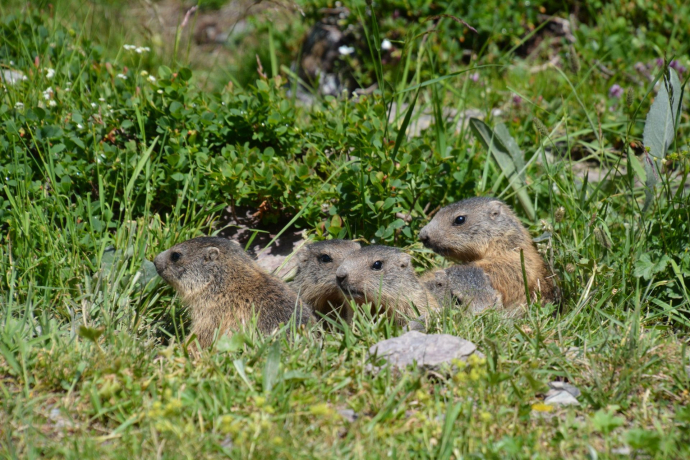 Pensa - Motta d'Err - Alp d'Err - Bartg - Pensa (oua_40351405_image)