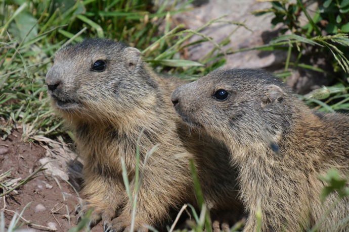 Tgant Pensa - Val d' Err (oua_40351839_image)