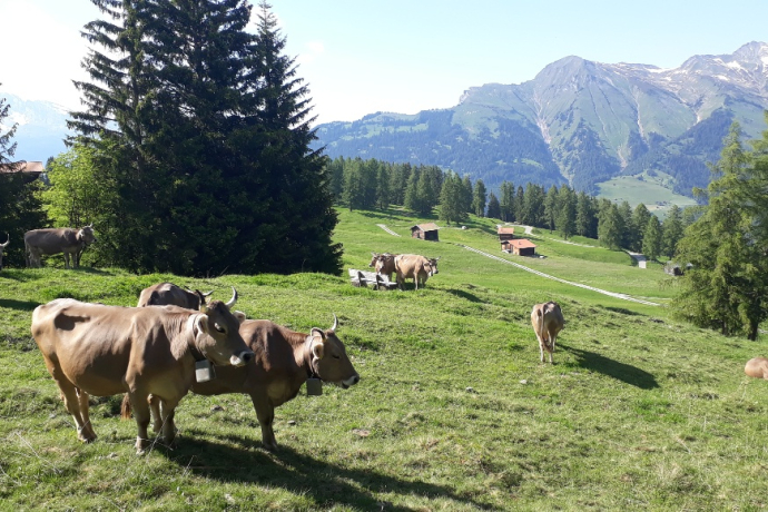 Biohof Pajüel Tschiertschen