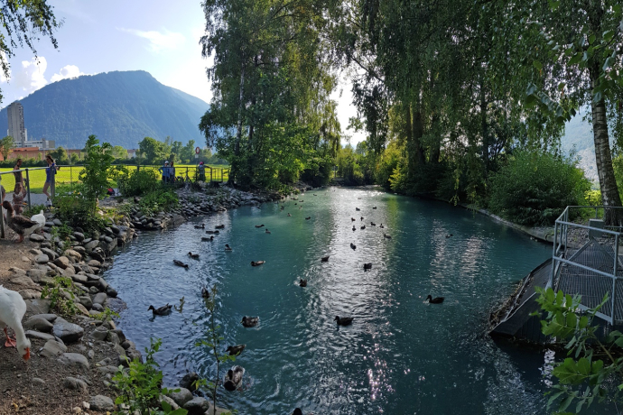Ententeich beim Mühlebach (Rheinmühleweiher) Ententeich beim Mühlebach (Rheinmühleweiher)