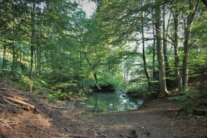 Gewässer auf der Rundwanderung zum Guschachopf