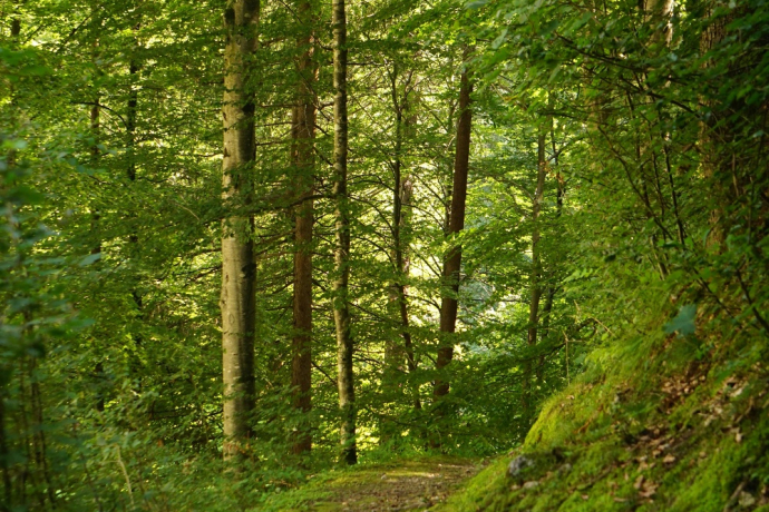 foresta poco prima del Bad Serneus