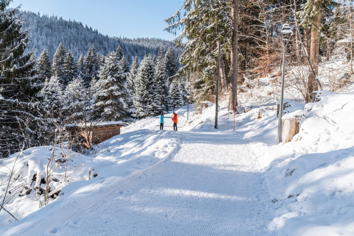 274 : parcours de la forêt de Flims (oua_43382935_image)