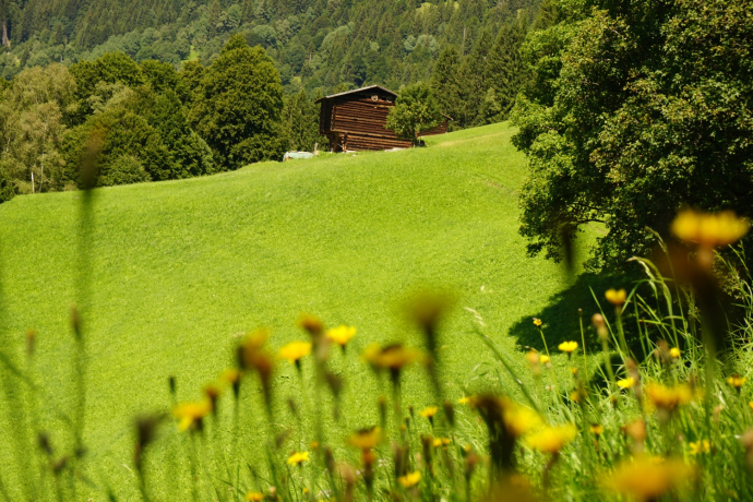 Auf dem Weg zwischen dem Alpenrösli und dem Schlappintobel