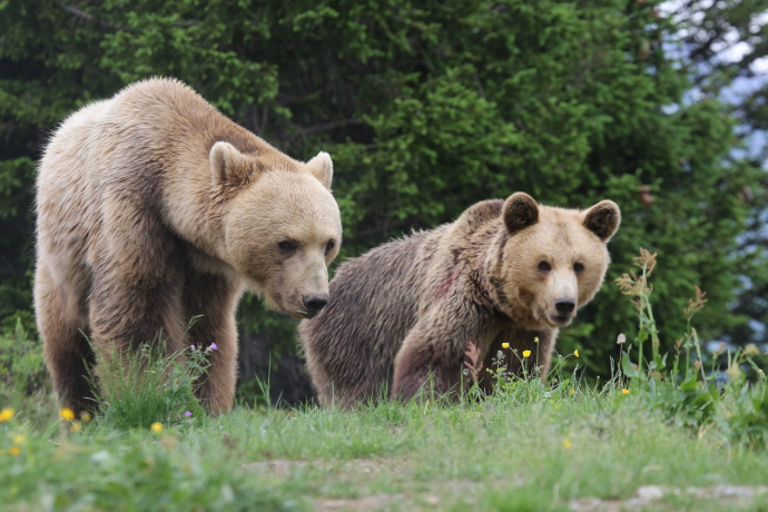 Terra degli orsi di Arosa