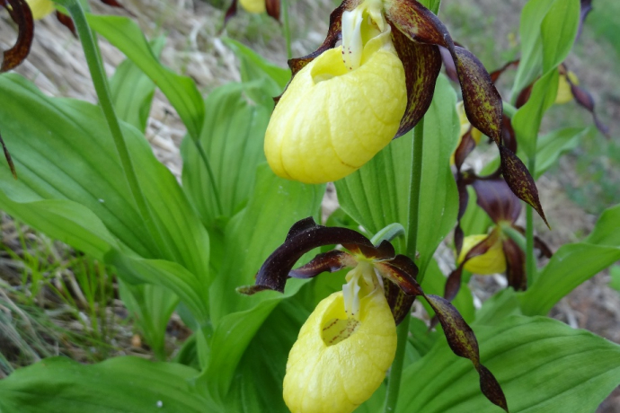 Orchideenweg - Senda d’orchideas (oua_43758129_image)