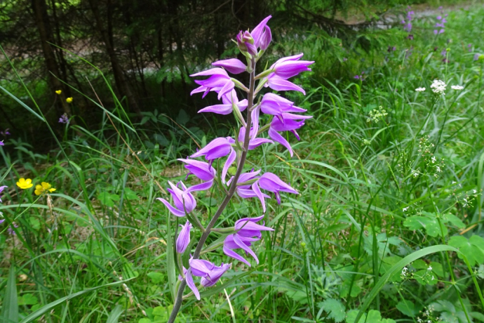 Orchideenweg - Senda d’orchideas (oua_43758131_image)