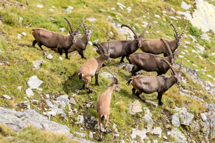 Steinböcke im Naturpark Beverin