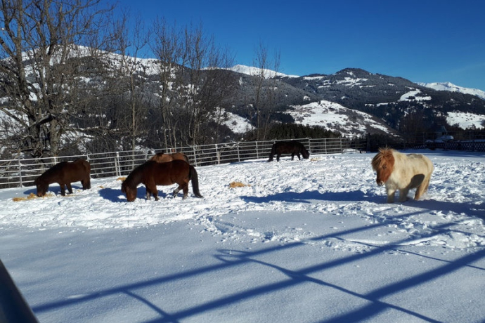 Reitschule Islandpferdehof Valata