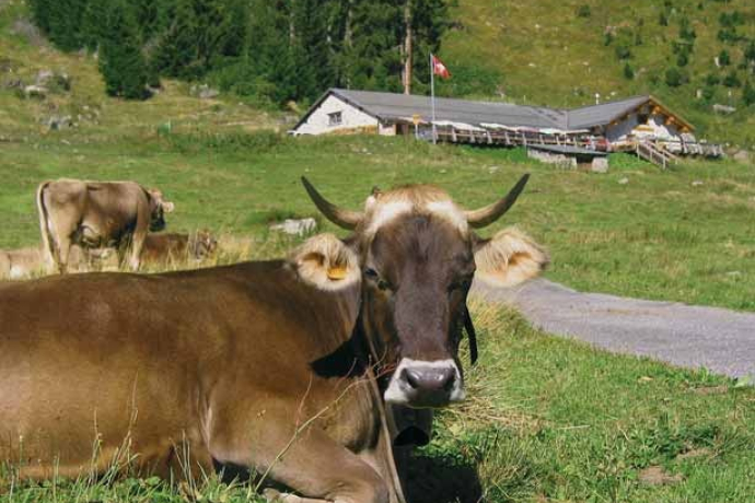Rundwanderweg Klosters Etappe 4 -Alpenrundtour (oua_45097120_image) Rundwanderweg Klosters Etappe 4 -Alpenrundtour (oua_45097120_image)