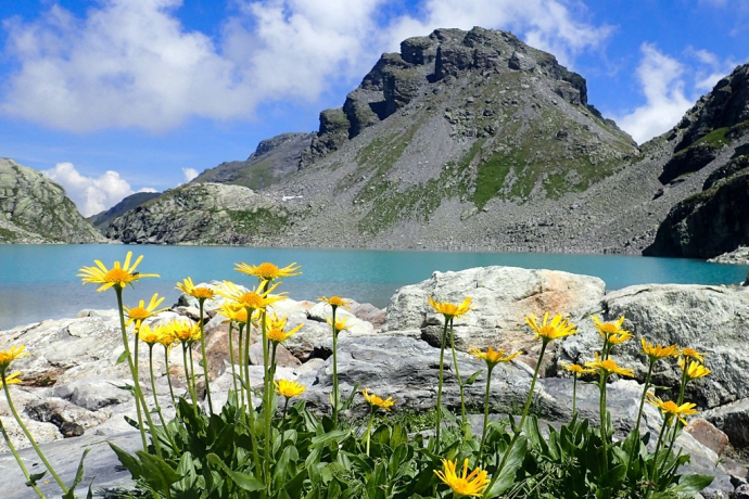 High alpine fauna at the Wildsee
