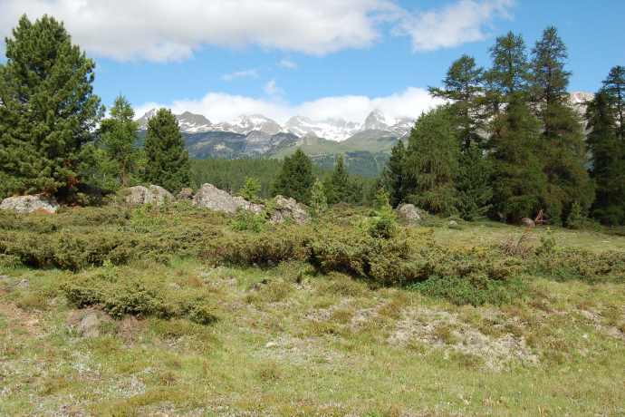 Ebene der Alp da Staz