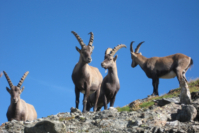 Steinböcke im Albris Gebiet