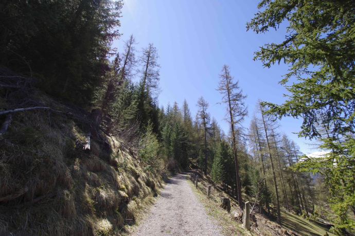 Durch den Wald hoch Richtung Arpiglia