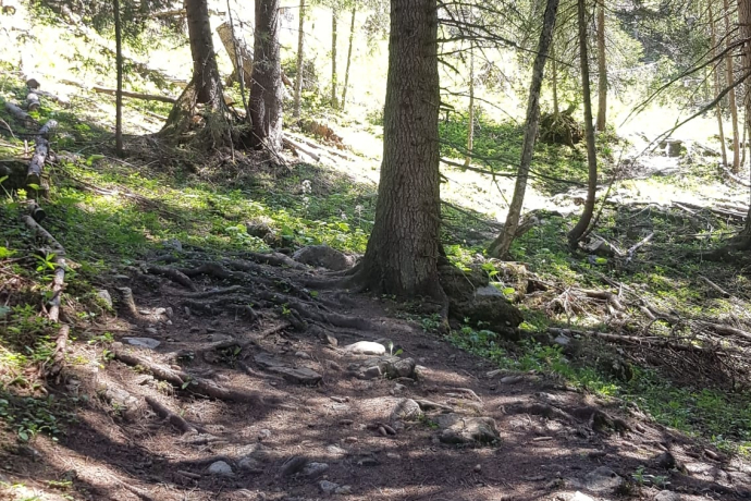wurzliger Löser Trail