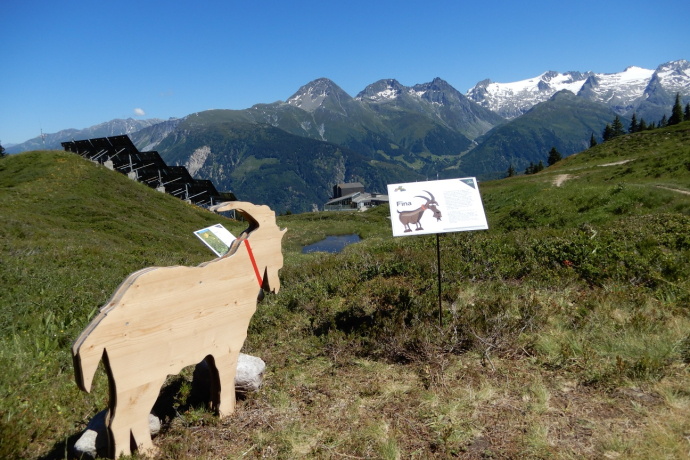 Ziege auf dem Kräuterpfad