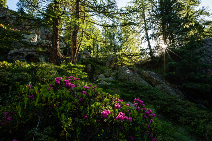 Via Alpina nel Moesano - Passo Balniscio - B.tta Pianca Geneura (oua_51747740_image)