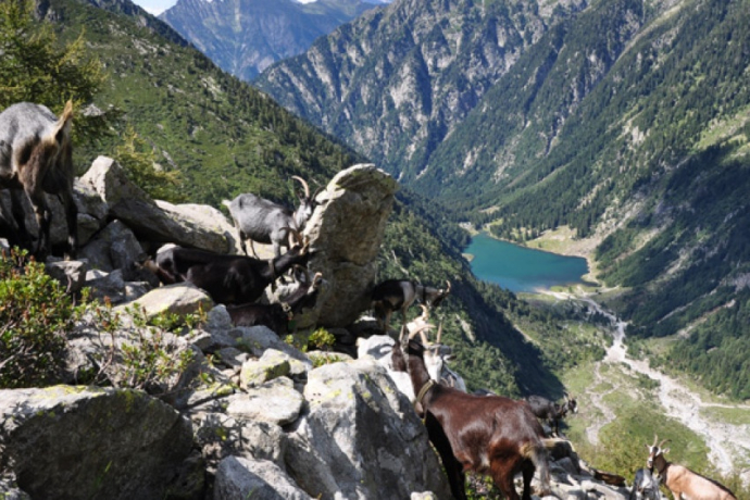 Bocchetta d'Agnon - le vie del Viandante (oua_51747931_image)