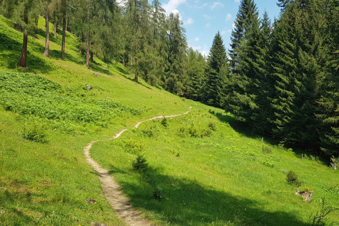 Meadow trail below Brambrüesch